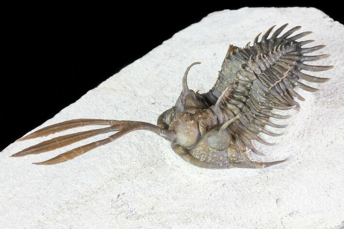 Trident Walliserops Trilobite - + Free Standing Spines #72748